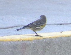 Setophaga coronata