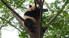 Ailuropoda melanoleuca