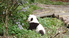 Ailuropoda melanoleuca