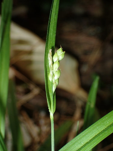 Image of Carex abscondita by (c) John Baur, some rights reserved (CC BY)
