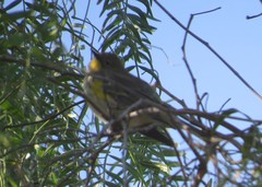 Setophaga coronata