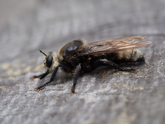 Laphria gibbosa