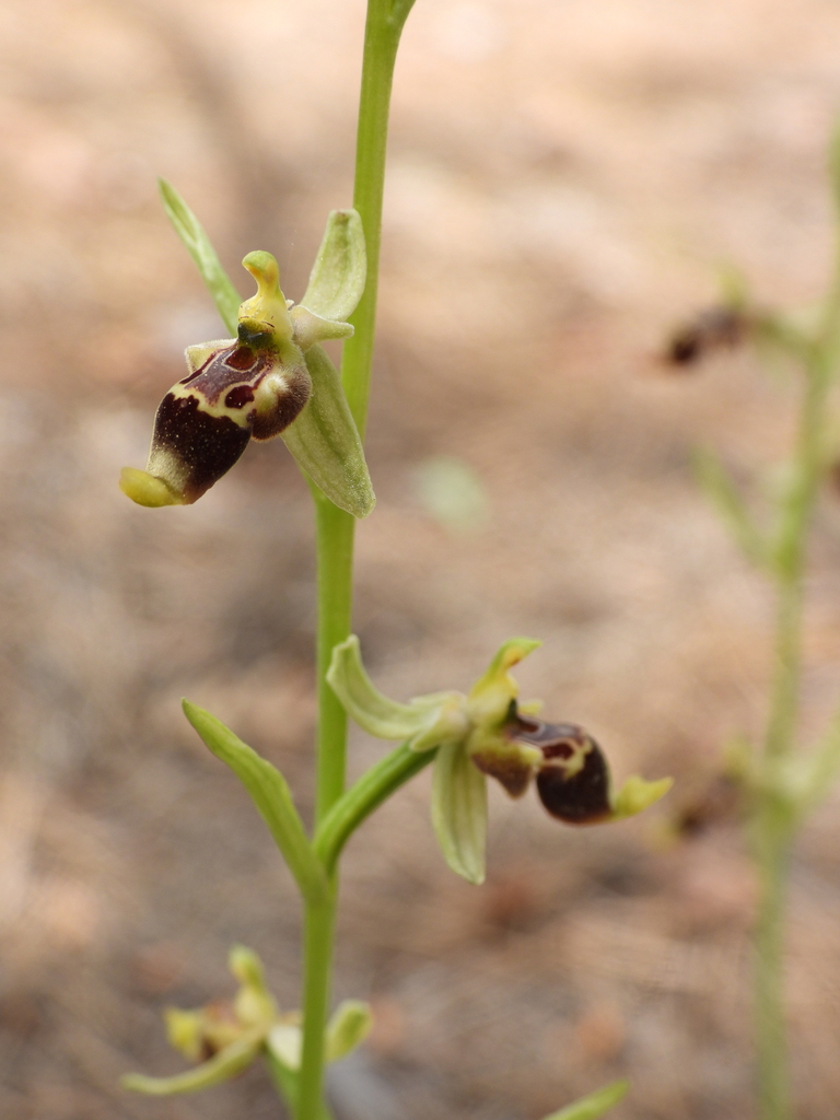 Ophrys isaura