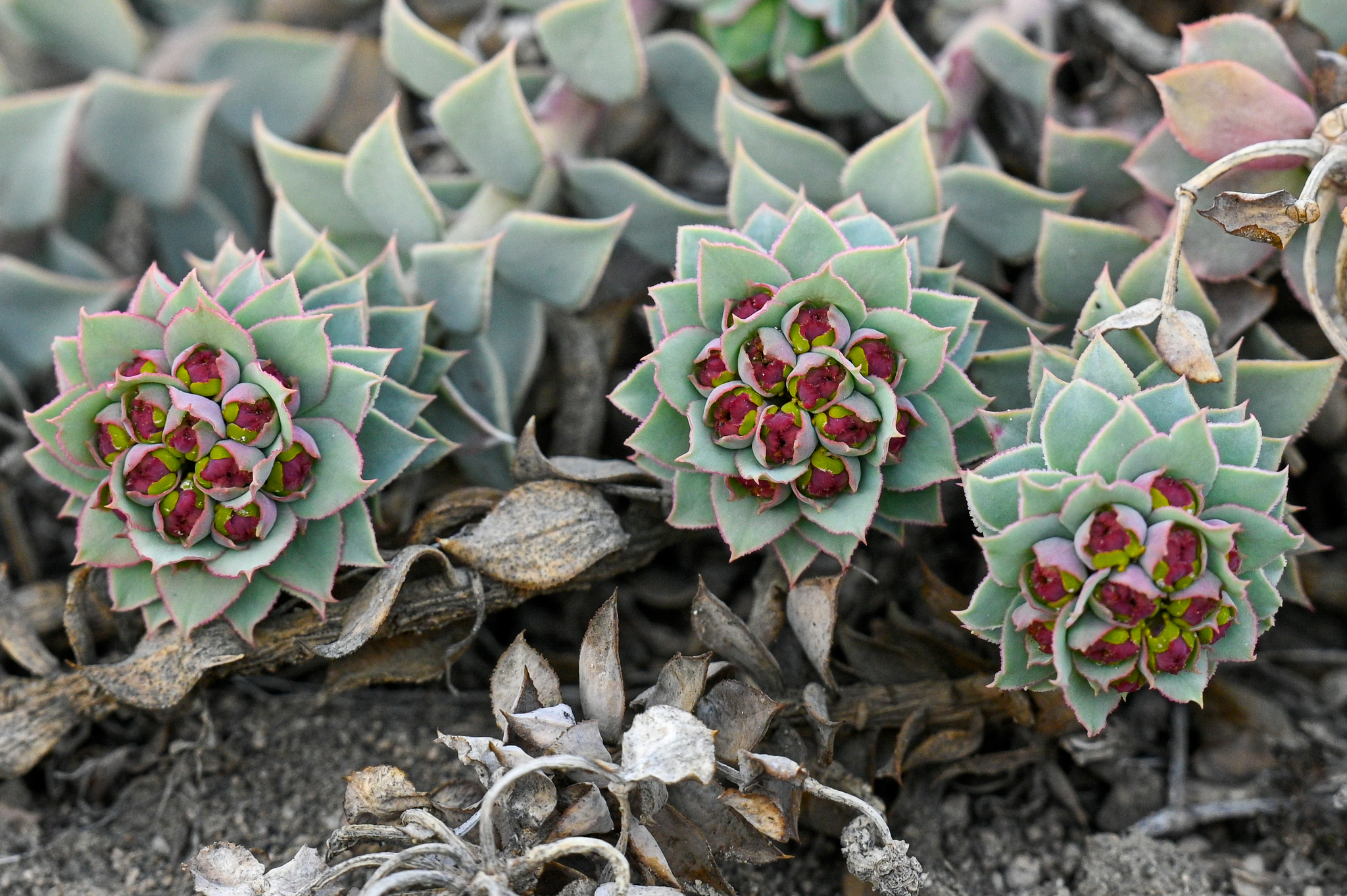 Euphorbia marschalliana