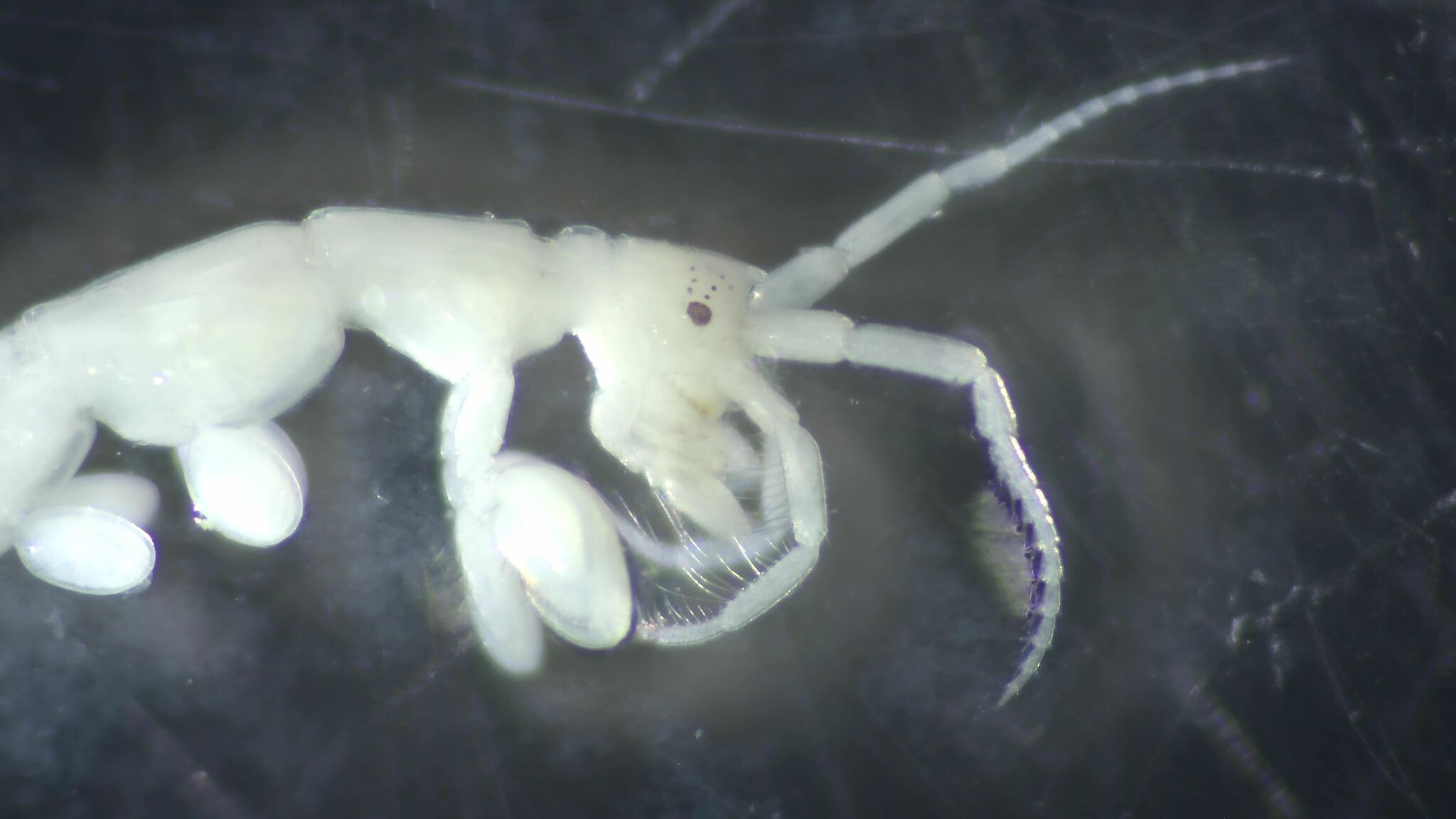 Caprella penantis Leach, 1814