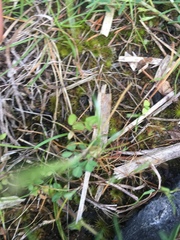 Trifolium dubium