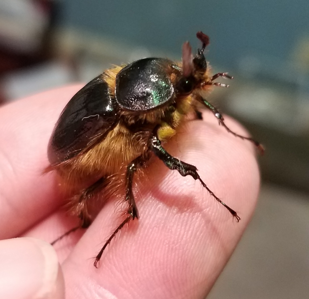Pleocoma sonomae