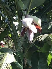 Musa balbisiana