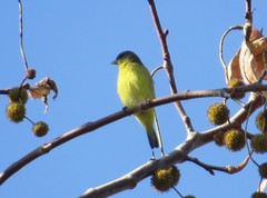 Spinus psaltria