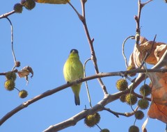 Spinus psaltria