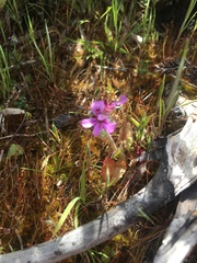 Pelargonium inodorum