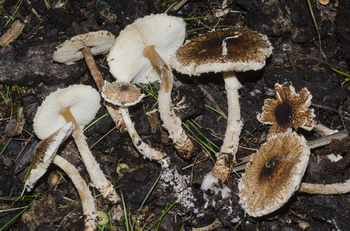 Lepiota thrombophora image