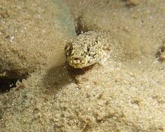 Drombus triangularis