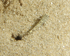 Drombus triangularis