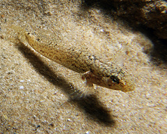 Drombus triangularis