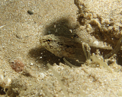 Drombus triangularis