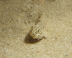 Drombus triangularis