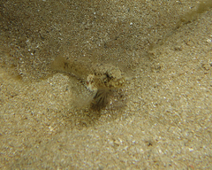 Drombus triangularis