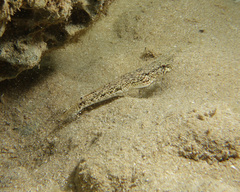 Drombus triangularis