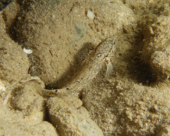 Drombus triangularis