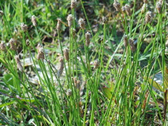 Eleocharis albida