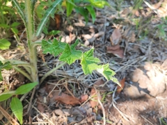 Cirsium vulgare image