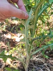 Cirsium vulgare image