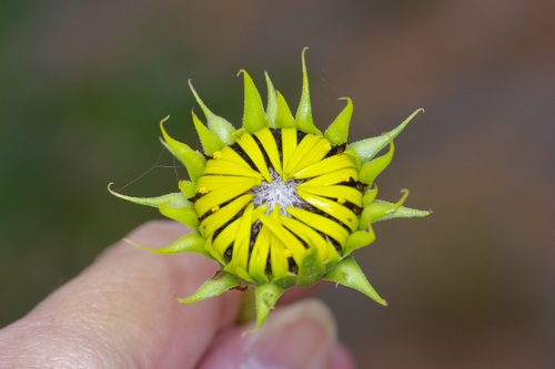 Image of Helianthus neglectus by (c) Michelle W. （鍾偉瑋）, some rights reserved (CC BY)