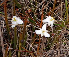 Libertia peregrinans
