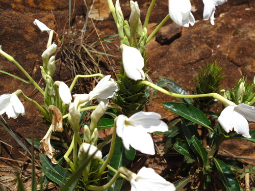 Crossandra nobilis image