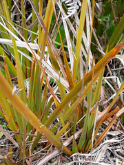 Libertia peregrinans