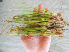 Eleocharis albida