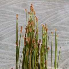 Eleocharis albida