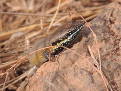 Trachylepis quinquetaeniata