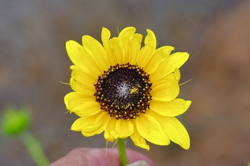 Image of Helianthus neglectus by (c) Michelle W. （鍾偉瑋）, some rights reserved (CC BY)