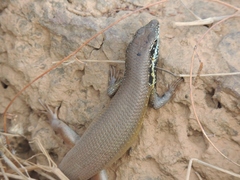 Trachylepis quinquetaeniata