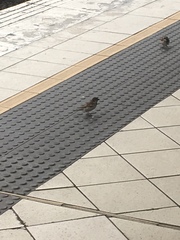 Passer domesticus