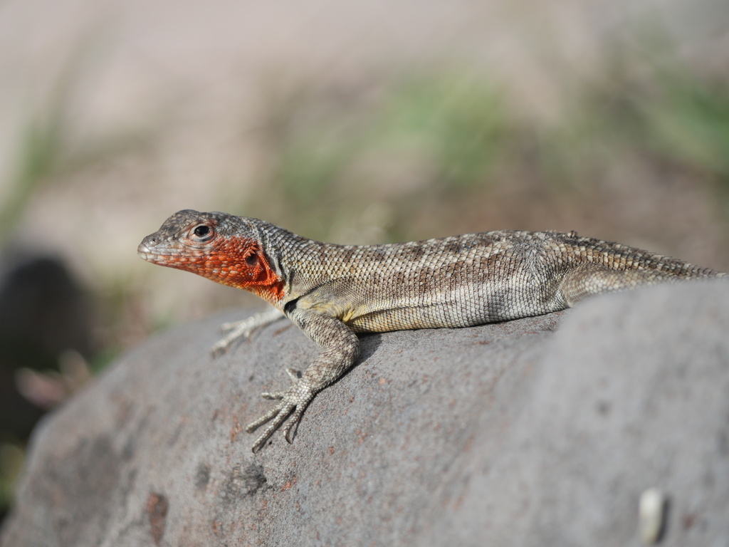 Galapagos Lava Lizard