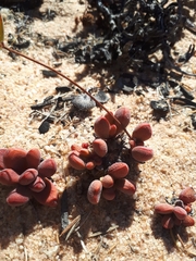 Crassula fragarioides