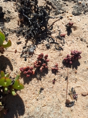 Crassula fragarioides