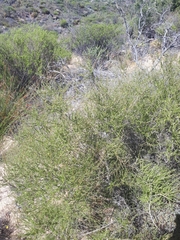 Aspalathus spinescens lepida