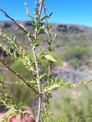 Aspalathus spinescens lepida