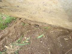 Microtus ochrogaster