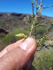 Aspalathus spinescens lepida