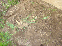 Microtus ochrogaster