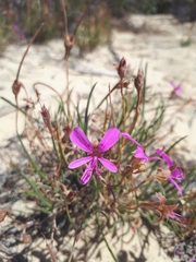 Pelargonium coronopifolium