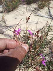 Pelargonium coronopifolium