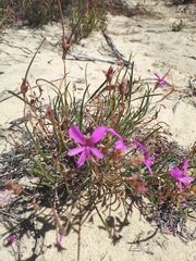 Pelargonium coronopifolium