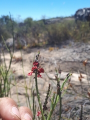 Indigofera gifbergensis
