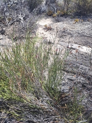 Indigofera gifbergensis
